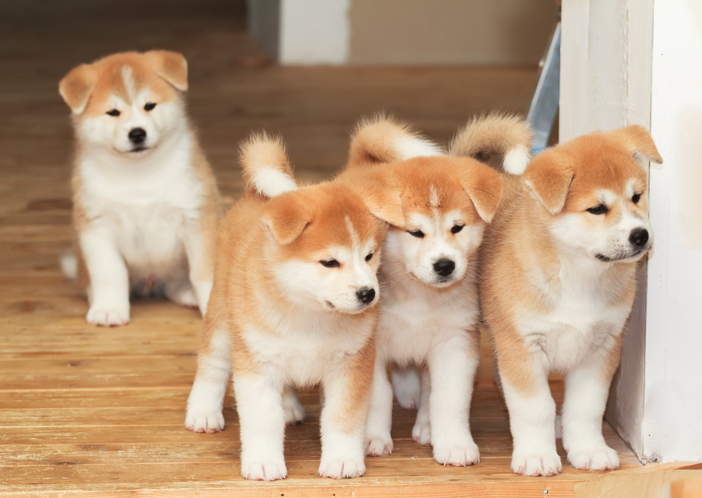 クイズ 柴犬 それとも秋田犬