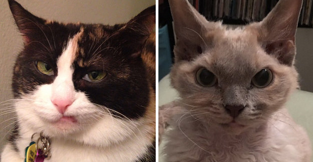 18 Cats Who Are Totally Judging You