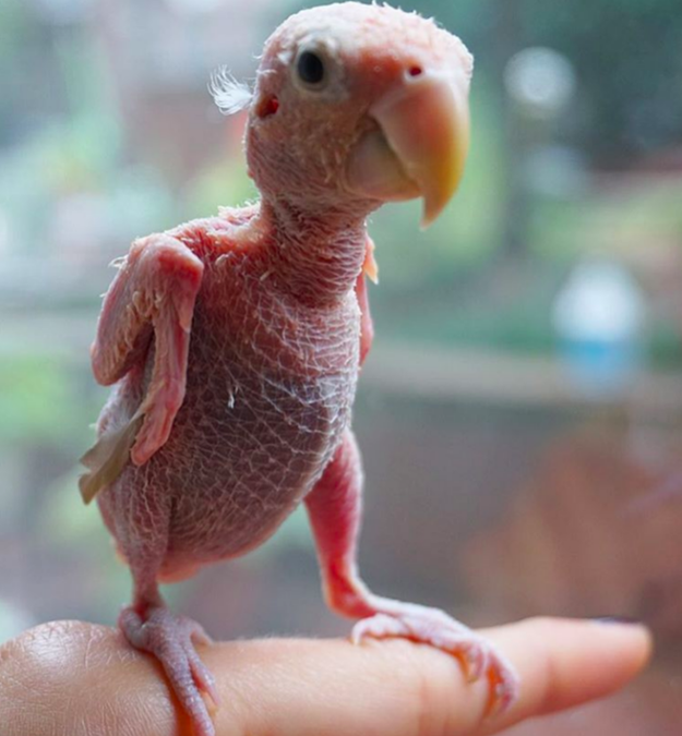羽毛がないボタンインコ 小さなセーターを着たり とても可愛い