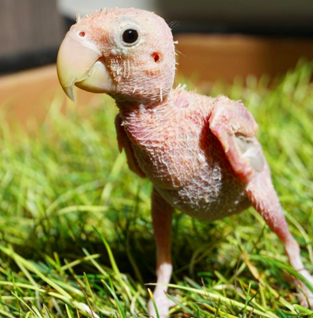 Say hello to Rhea, a featherless lovebird that you've just fallen in love with.