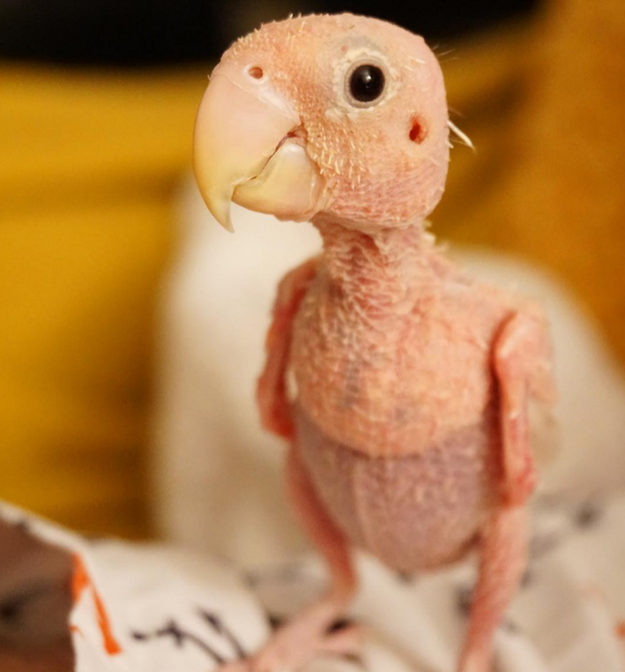 羽毛がないボタンインコ 小さなセーターを着たり とても可愛い