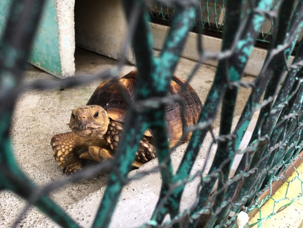 殺処分されるのは犬猫だけではない モルモットやスッポンも捨てられている