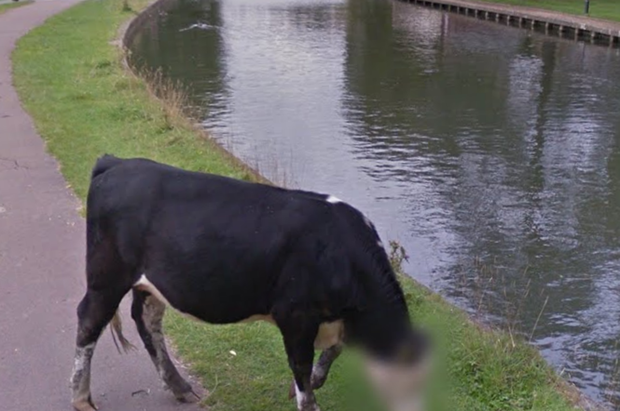 A Very Mysterious Cow Has Her Face Blurred On Google Street View