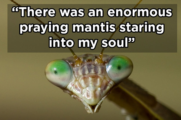 13 Terrifying Animal Stories That'll Scare You For Life