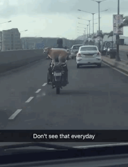 Gantzer told BuzzFeed that while her dad and her were getting to work, they noticed a guy and his dog zooming along the Eastern Express Highway, in Mumbai. "The dog was really giving no fucks, super balancing act," she added.