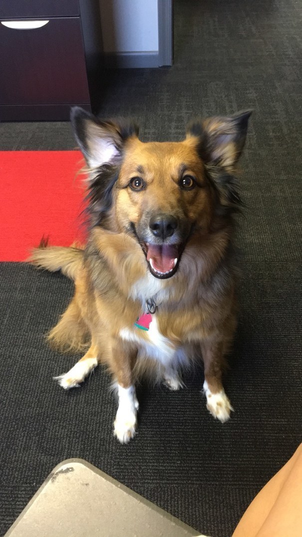 Sorry But Dogs With Sock Feet Are Undoubtedly The Greatest Thing On Earth