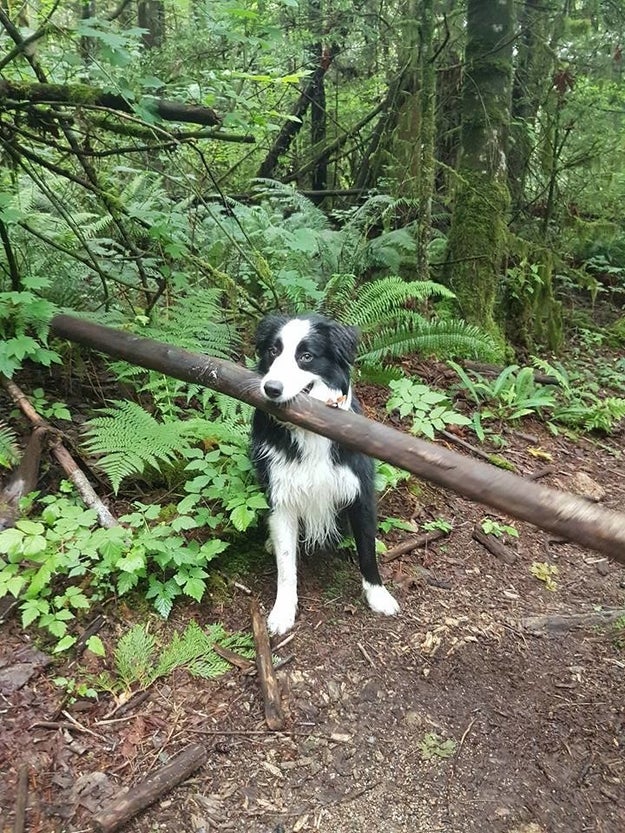 Literally Just 18 Dogs Who Found The Perfect Stick