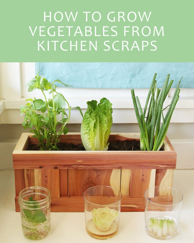 How To Turn Your Vegetable Scraps Into Vegetables Again