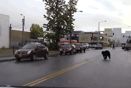 Once the bear was spotted, shit got real as it scurried down streets and tried to...no longer be in downtown Anchorage.