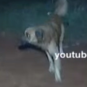 Cachorro