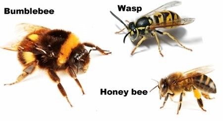 WHEN HE STING YOU NOT DIEBEE DIE WHEN HE STING YOUWASP NOT