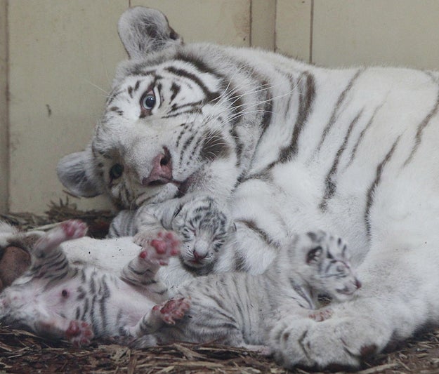 4 White Tigers And 3 White Lions Were Born At One Zoo Within A Week Sub-buzz-11568-1474577744-2