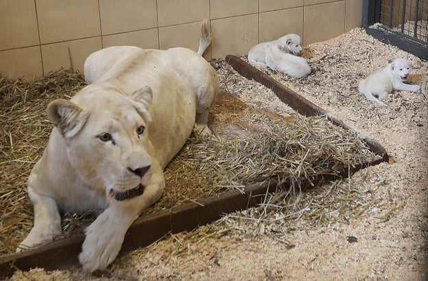 4 White Tigers And 3 White Lions Were Born At One Zoo Within A Week Sub-buzz-12112-1474578846-7