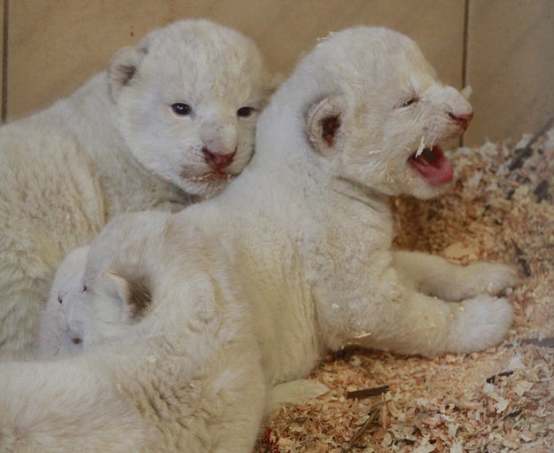 4 White Tigers And 3 White Lions Were Born At One Zoo Within A Week Sub-buzz-12430-1474579624-7