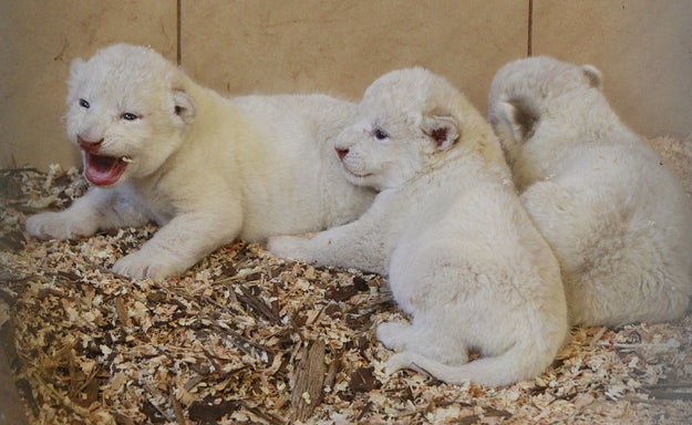 Critics say zoos breed the white cats to generate public interest, and with it, profits. There only an estimated few hundred white lions in the world, according to the Associated Press.