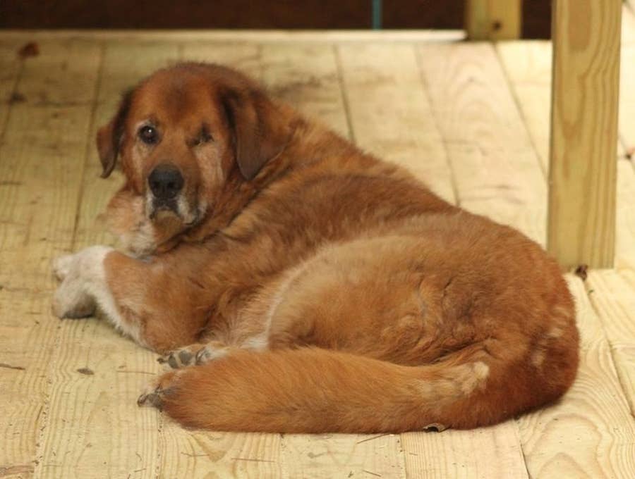 People Are Freaking Out Over This Dog And His Adorable Backstory