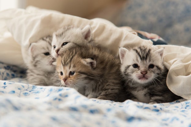 OK, yes, kittens are very tiny and cute and everybody likes them, blah blah blah.