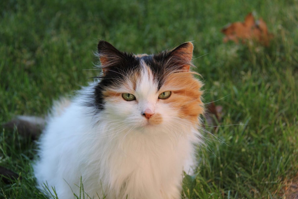 We Want To See Your Photos Of Your Gorgeous Senior Cats