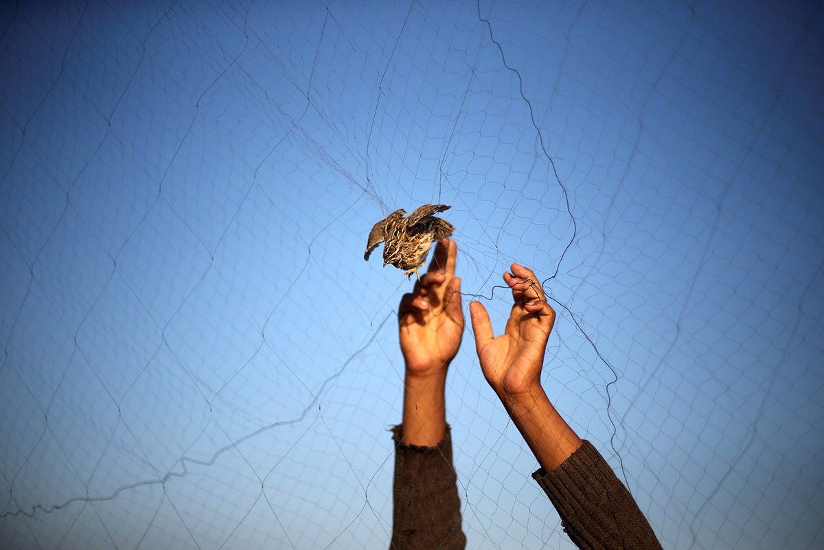 A man takes a quail out of a net after catching it on a beach in Khan Younis, in the southern Gaza Strip.