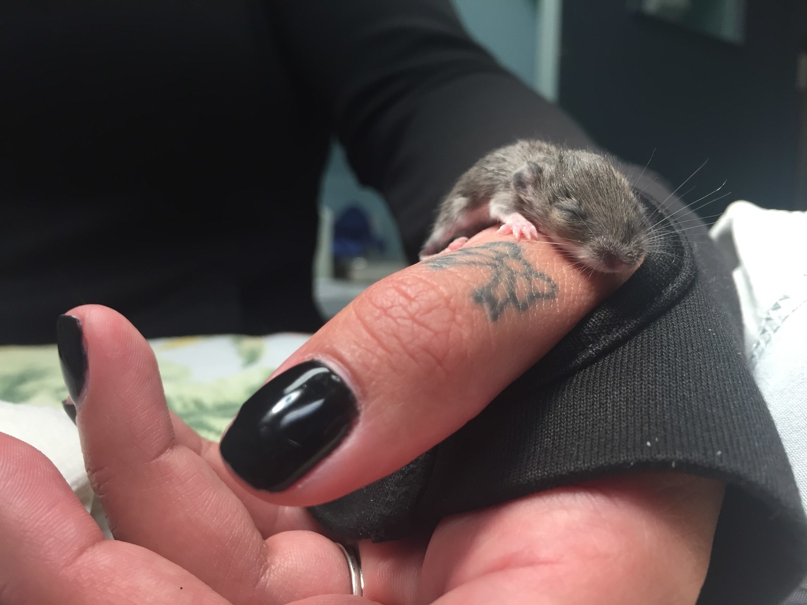 It didn't look bright...but then he made it through the night! A mouse miracle!
