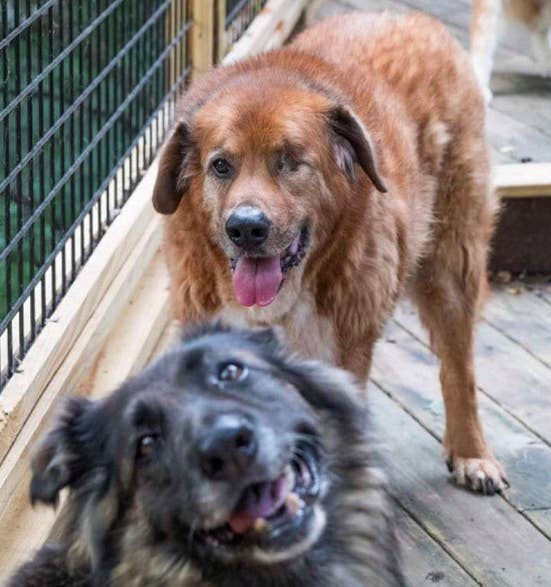 People Are Freaking Out Over This Dog And His Adorable Backstory