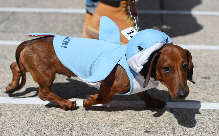 Wiener dog sale dressed up