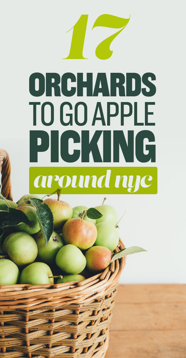 17 Scenic Orchards To Go Apple Picking Around NYC