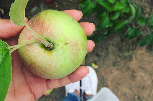 17 Scenic Orchards To Go Apple Picking Around