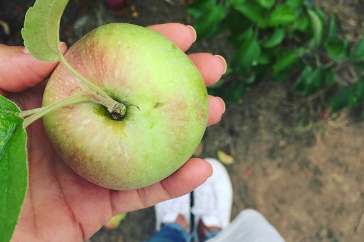 17 Scenic Orchards To Go Apple Picking Around Nyc