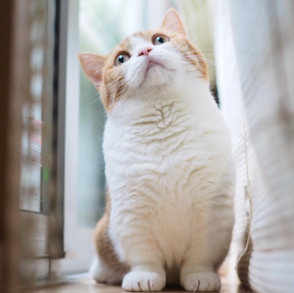 21 Reasons Why Munchkin Cats Are Too Pure For This World Sub-buzz-1383-1474991306-1