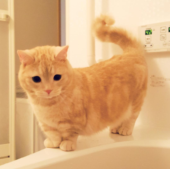 21 Reasons Why Munchkin Cats Are Too Pure For This World Sub-buzz-17375-1474990597-1