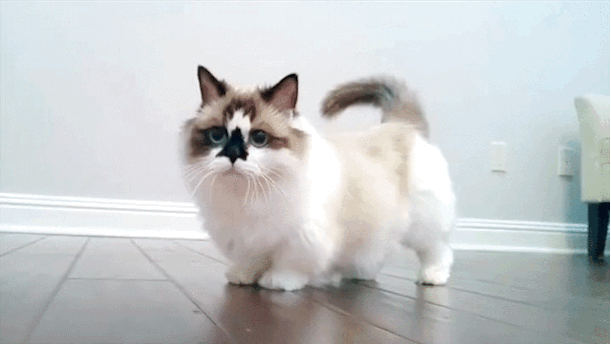 This wonderous creature you see is a Munchkin cat.