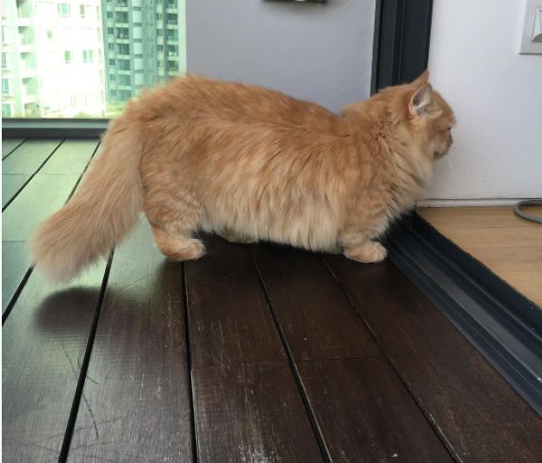21 Reasons Why Munchkin Cats Are Too Pure For This World Sub-buzz-2416-1474990804-1