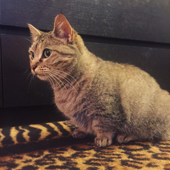 21 Reasons Why Munchkin Cats Are Too Pure For This World Sub-buzz-24215-1474990639-1