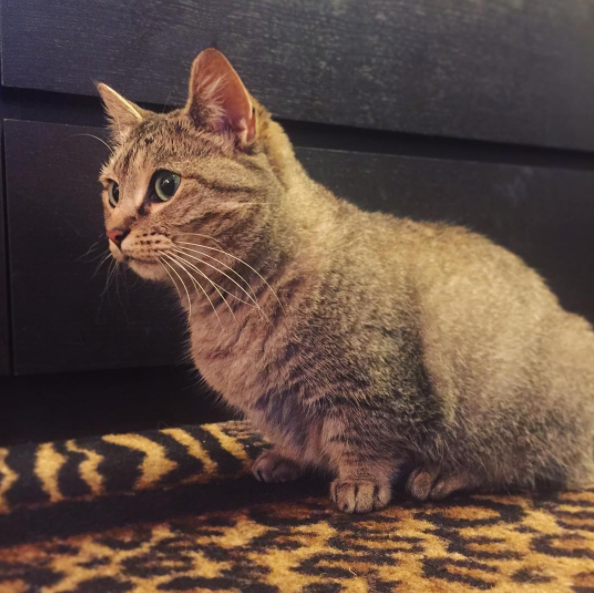 21 Reasons Why Munchkin Cats Are Too Pure For This World