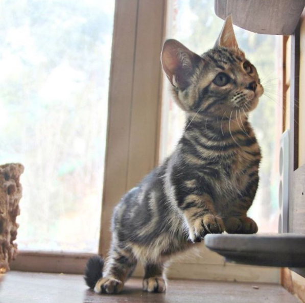 21 Reasons Why Munchkin Cats Are Too Pure For This World Sub-buzz-5443-1474992052-1