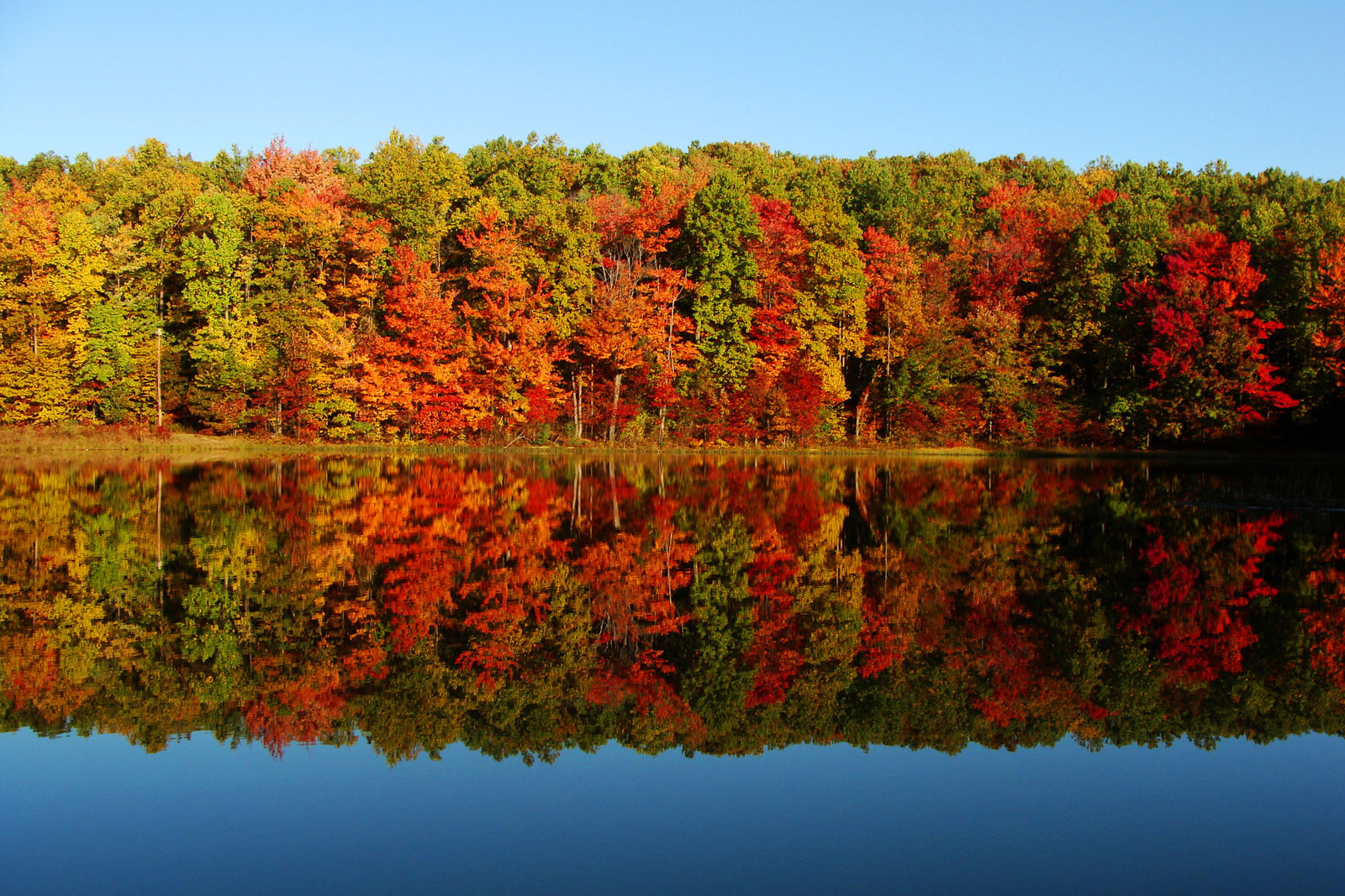 Nature is most beautiful in the fall. The fall foliage is almost breathtaking. The red, green, orange, and yellow colors of the leaves make everything a little bit nicer to look at.
