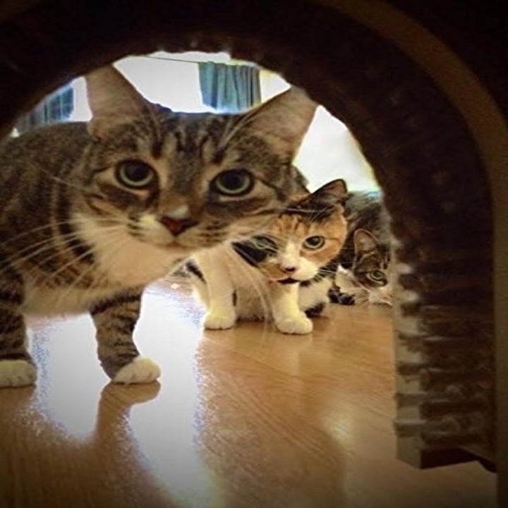 25 Affordable Products You Didn’t Know You Needed For Your Cat