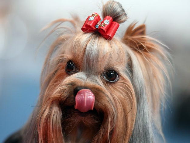 セカオワが新曲で支援開始 年までに犬猫殺処分ゼロ を実現しそうな芸能人たち