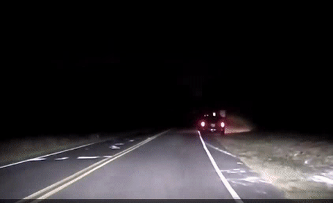 "the FUCK?" — Deer, probably.