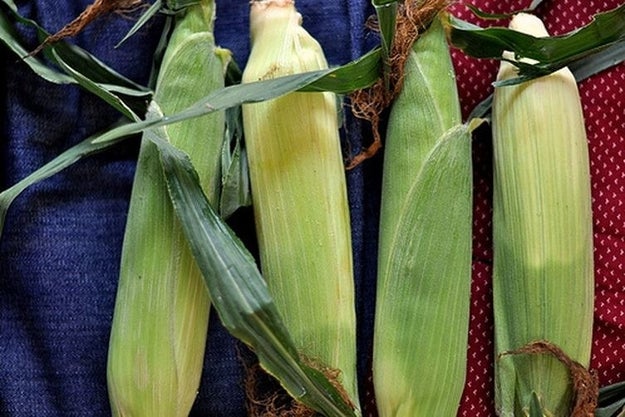 Corn should be left in the husk until the very last minute because, otherwise, it'll lose flavor.