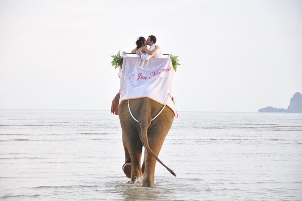 The ultimate “vehicle” for both before and after the ceremony, elephants add a sense of exotic charm to a wedding in Krabi, Thailand. They say “elephants never forget”, and this is one wedding you are likely to never forget too.