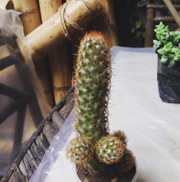 Porque aquí solo hay un bello cactus esperando a que lo lleves a casa.