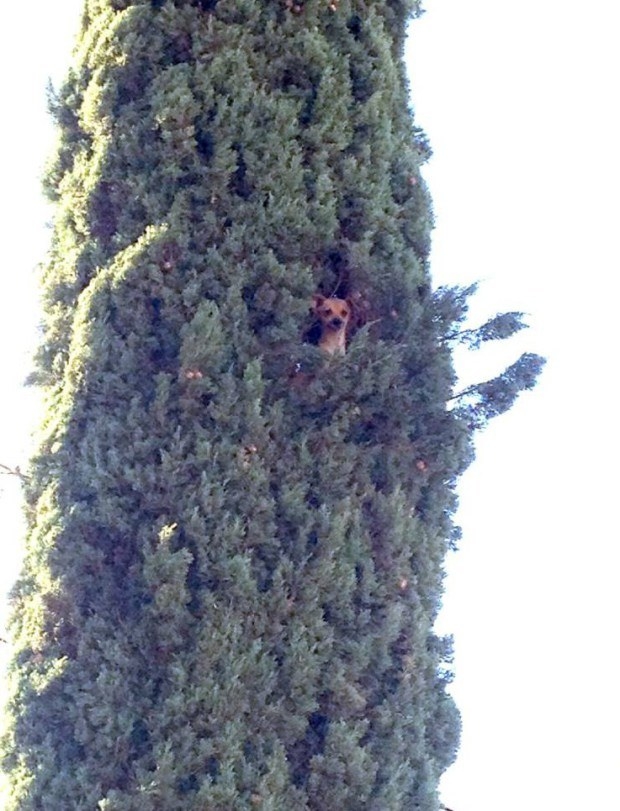 ¡Mamáaaaaa, Fido se volvió a subir al árbol!