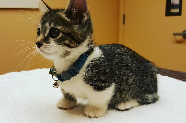 Cute best sale munchkin cat