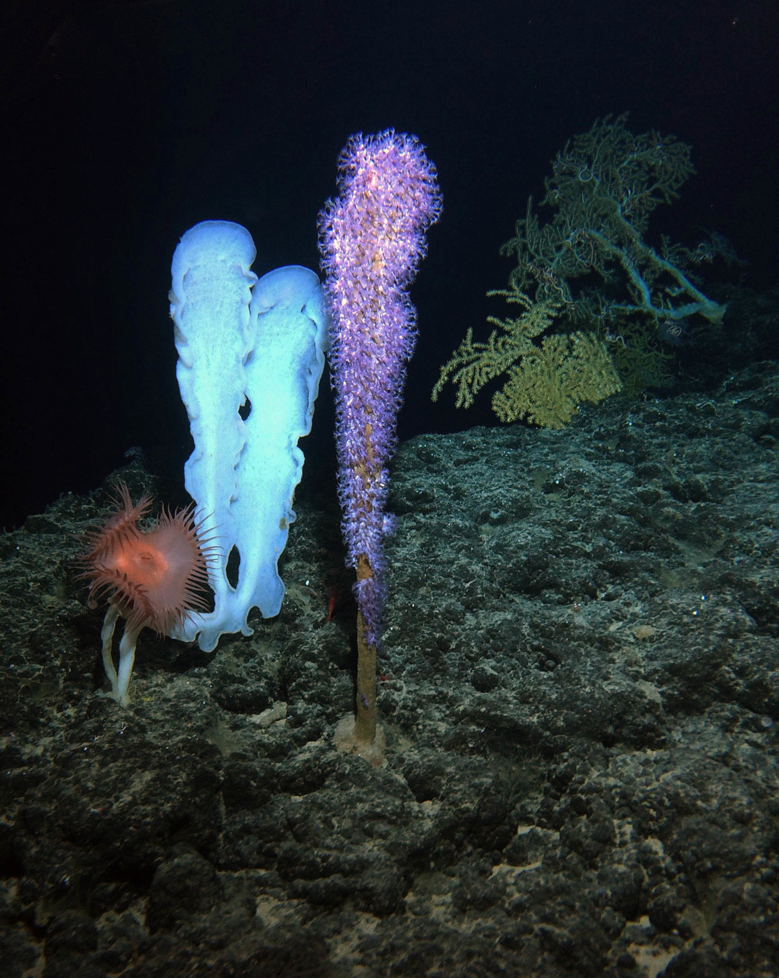 В глубоководных сообществах океана отсутствуют. Неизвестные обитатели океана. Глубоководные растения. Морские формы жизни.