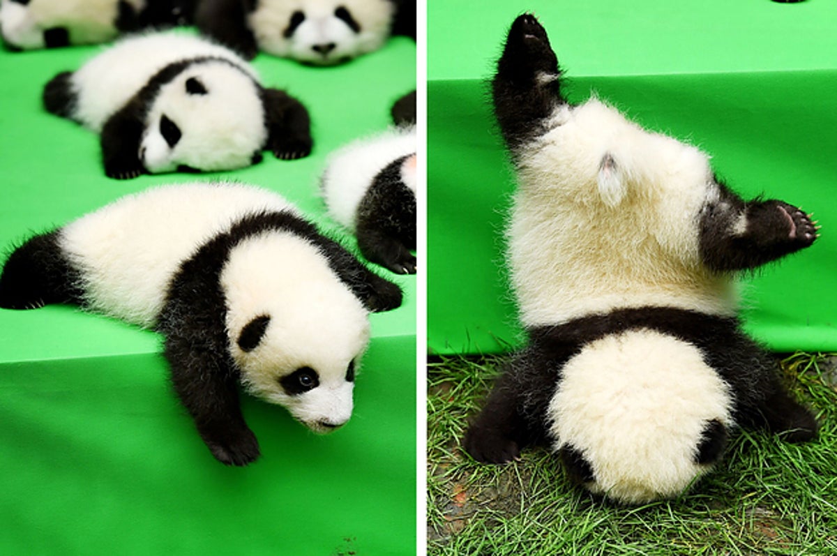A Baby Panda Fell Off A Stage But Don't Worry, He's Fine