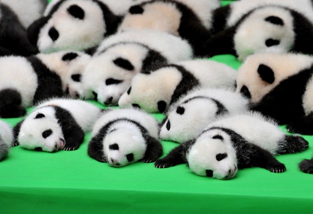 Hallo! Hier sind 23 Baby-Pandas.