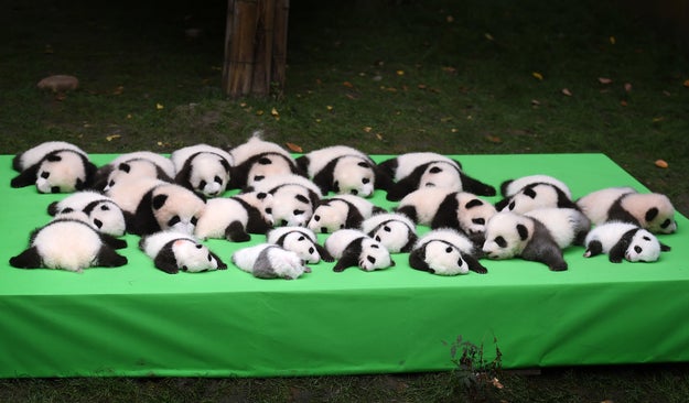 Diese Jungen, die in der Chengdu Research Base of Giant Panda Breeding in China der Öffentlichkeit vorgestellt wurden, sind rund 10 Monate alt.