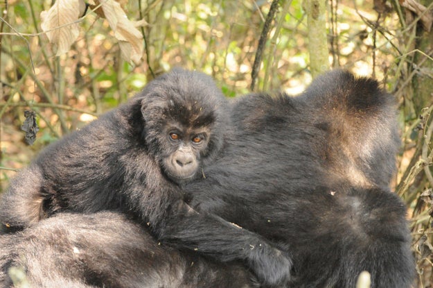 Grauer’s gorillas have been declared critically endangered after a population decline from 16,900 to 3,800 over a 20-year period.